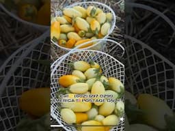Fresh African veggies in America #food #foodie #villagelife #africanfood #cookingwithsindaco