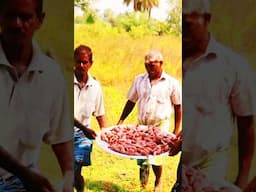 QUAIL KFC  KFC Style fried Quail Recipe #shortvideo