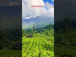 Munnar India 🇮🇳 - Breathtaking Views from Munnar's Peaks #travel #keralatourism #india #trending