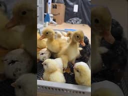 Hatching Ducks Guinea & Chicks at Nichols County