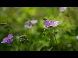 What's Blooming in Bloomington - Wild Geranium