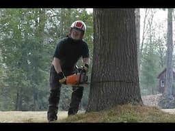 807 First Tree Fell of the Year. STIHL MS462 Chainsaw.   4K