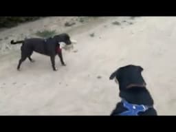 Drama on the Dog Walk – Staffy Steals the Toy!