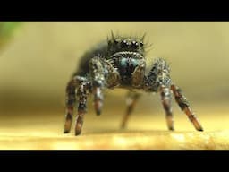 There Are Jumping Spiders In The Fish Room!