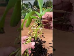 Orchid rescue from the discount  rack   #houseplants #houseplant #plants #orchid