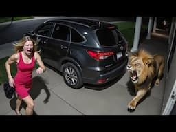 Incredible Animal Videos Caught on Camera in about 15 Minutes