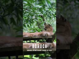 Conoce a Boruca  la Puma concolor 🐆