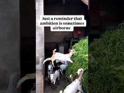 How Far Will a Goat Go for a Snack?