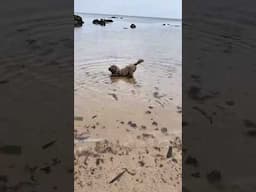 Watsons adventures in Scotland - Yellow Craig’s beach #australianlabradoodle #doglife