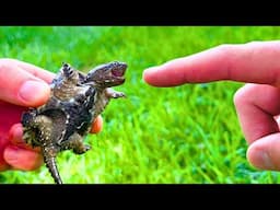Finger Test: Baby Snapping Turtle Bite!