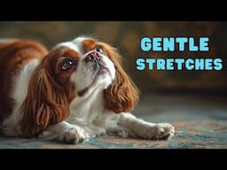 Senior Dog Stretching Routine | Improve Flexibility & Mobility with Canine Conditioning