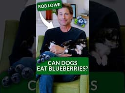 Can Dogs Eat Blueberries? Right Answer = Puppy Time!