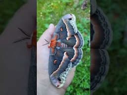 Robin Moth / Hyalophora cecropia