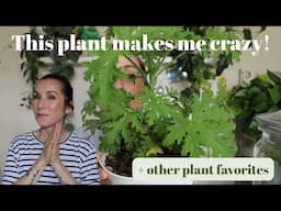 I'M CRAZY ABOUT THIS PLANT! And other plant favorites