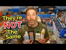 Which Antiseptic Is Best For Guinea Pigs?