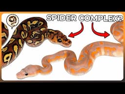The 12 Genes of the CONTROVERSIAL Spider Complex in Balls Pythons!