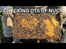 Checking lots of nucs