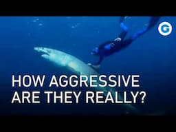 Great White Sharks: Closer Than Ever