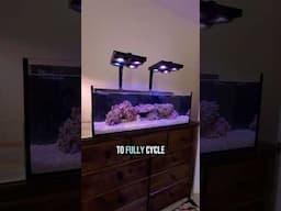 Adding clownfish to our new SPS reef tank!
