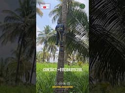 Simple and Effective Coconut Tree Climbing Tool