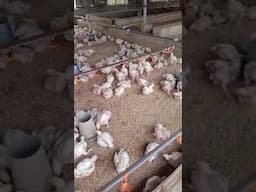 the chicks have settled into the grower section