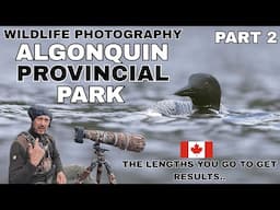 Wild Canada | Algonquin Provincial Park | Wildlife Photography | Common Loons & Birds of the lakes