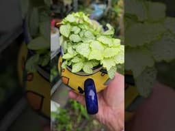 Fittonia nerve plant  | bikolanahardinera #shortvideo #plants #fittonia