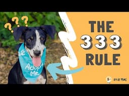 The 3-3-3 Rule for Rescue Dogs | What EVERY New Dog Owner Needs to Know