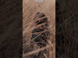 That last bird #pheasanthunting #uplandhunting