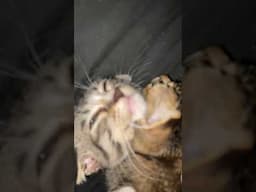 Cat Cute #video #military  #gaming  #azearmy  #youtubeshorts  #gooll