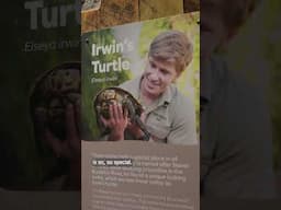 Shell-ebrating Irwin’s Turtle – World Turtle Day 2025