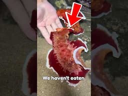 Sea apple fish / its look like a jelly fish #shorts #jellyfish