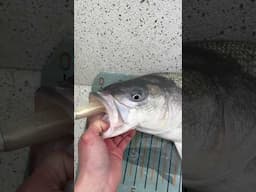 Jigging 8” Swimbaits For Striped Bass!
