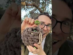 Pinecone pouches make great goblin... hives?