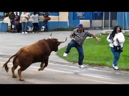 When Wild Animals Take Over the Streets