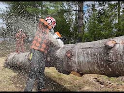 808 Big Pine. BIG Thanks to the Woodhounds! STIHL MS462 Chainsaw.   4K