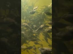 Tadpoles and their natur #amphibians #nature #tadpoles