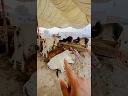 Multan cattle Faram #animals #pets #janwar_mandi #reels #shorts #trendingshorts