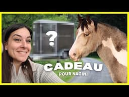 SON MEILLEUR CADEAU !! 🎁 - Mais pas certaine que Baly soit ravi...