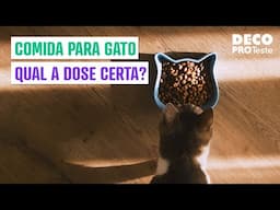 Gatos: qual a dose de comida certa?
