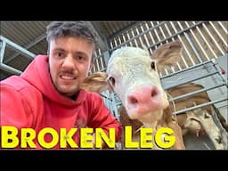 Calf Broken Leg Live