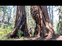 How to Hike North Grove and Sunset Loop, Kings Canyon National Park