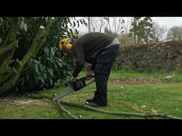 Spring at a French Château, today cutting back a Laurel tree that has outgrown its surroundings