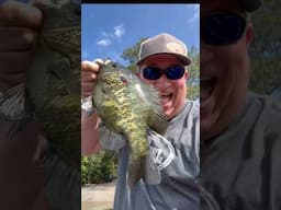 MONSTER SHELLCRACKER caught in GUNTERSVILLE LAKE !!! Short #fishingvideo #fishing #outdoors