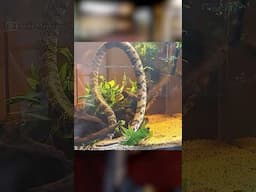 4th Best Pet Habitat!