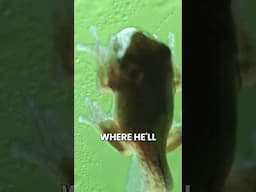 Tree Frog Grows from Tadpole