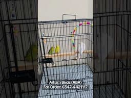 Birds Fancy Toys, Swings, Accessories #birds #australianparrots #pets #birdsaccessories
