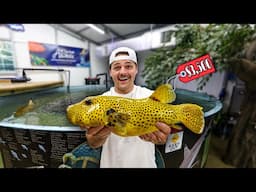 Shopping for EXOTIC FISH to go in My SHARK POND!!