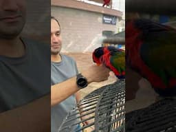 The Chirpy Park | Bahira Town Karachi! #birds #bahriatownkarachi #chirpingbirds #parrot