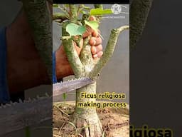 #ficus religiosa making process #bonsai #ficus #ficusbonsai #bonsaitree #ficusracemosa